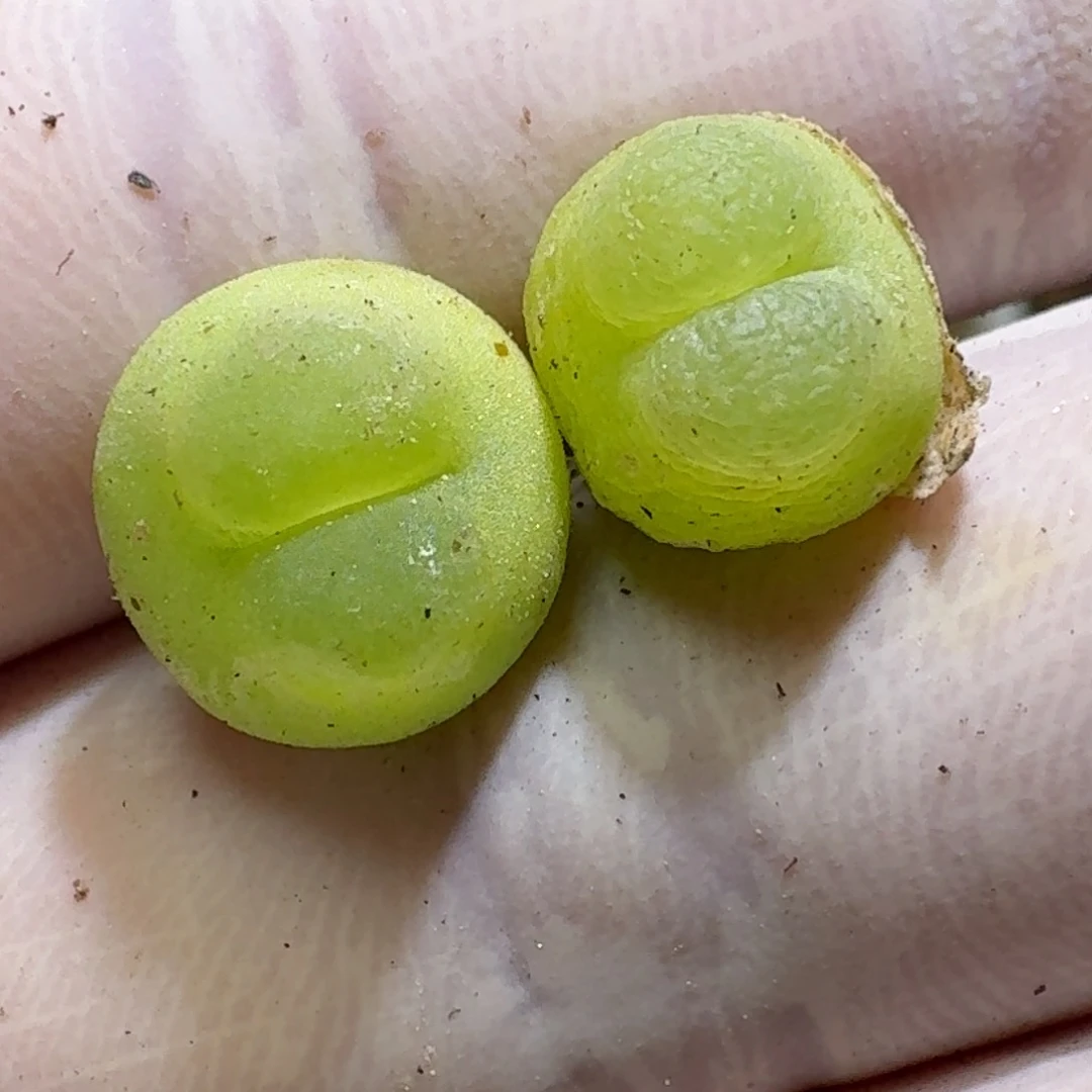 4-20-106两颗特价30