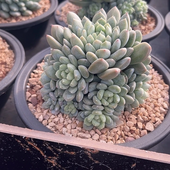 百达翡翠群生手捧多肉