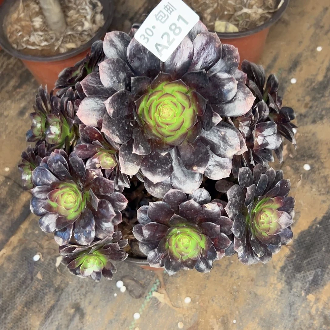 281 多肉法师不包侧枝