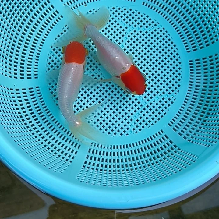 鹅头红金鱼两条鱼两条