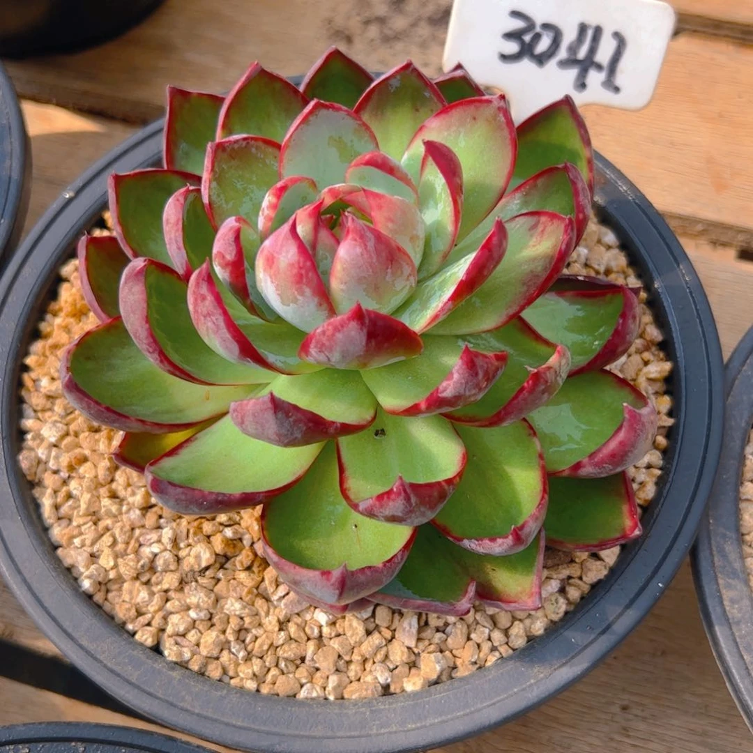 斌*惊鸿仙子一物一拍3041号