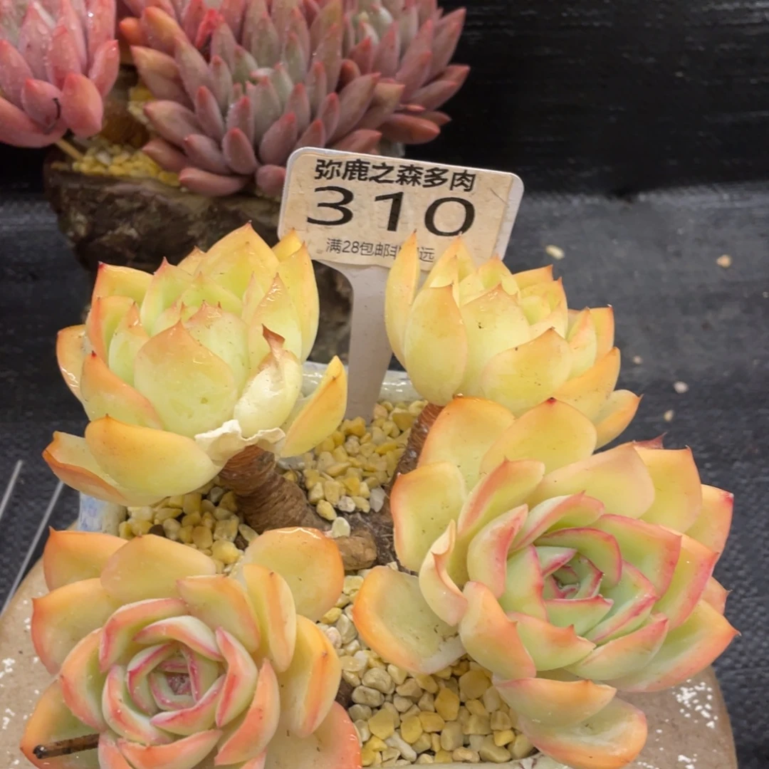 弥鹿之森一物一拍