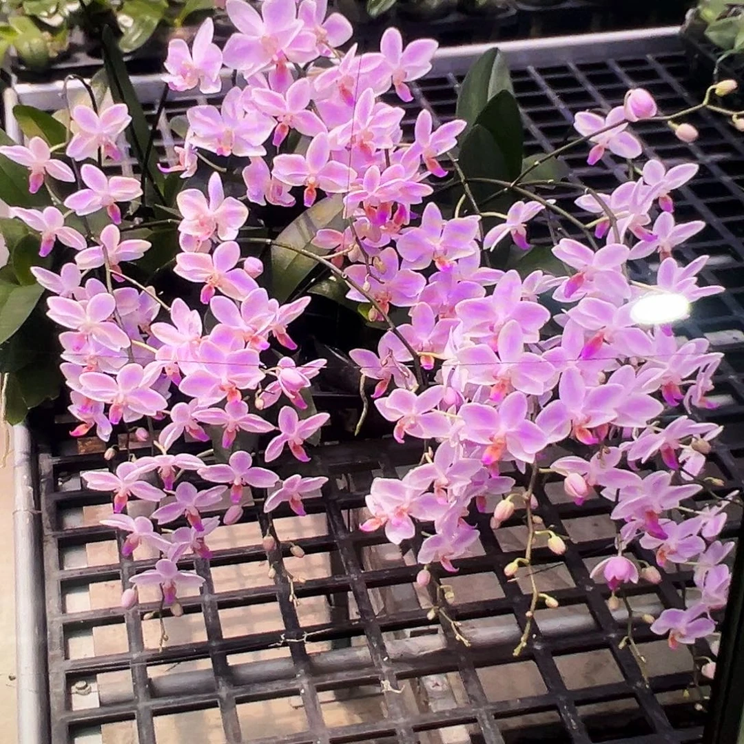 当前无花栽培后可以开花残雪大苗