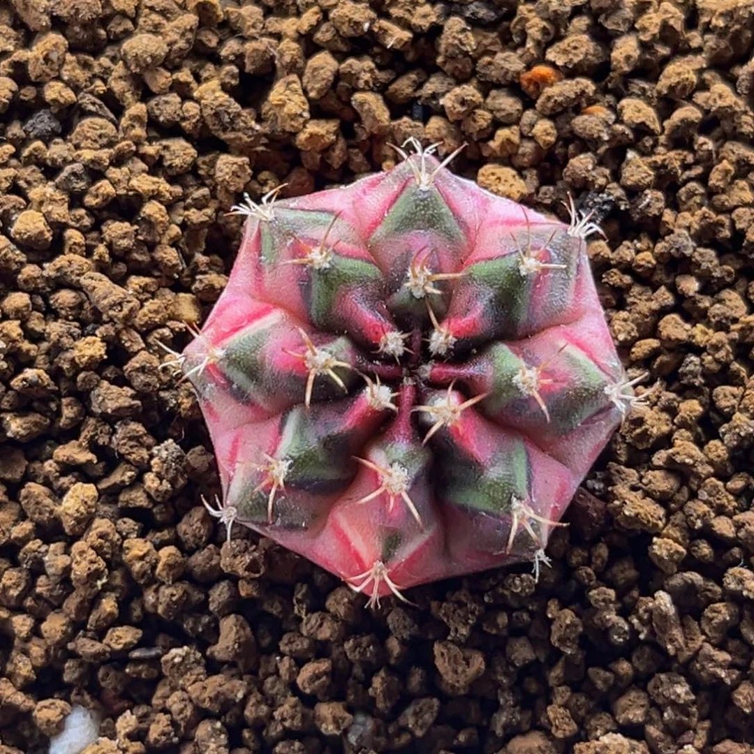 卡农昌 米哈仙人球