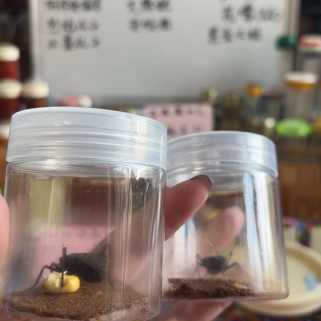 两条断须尾电报蛉