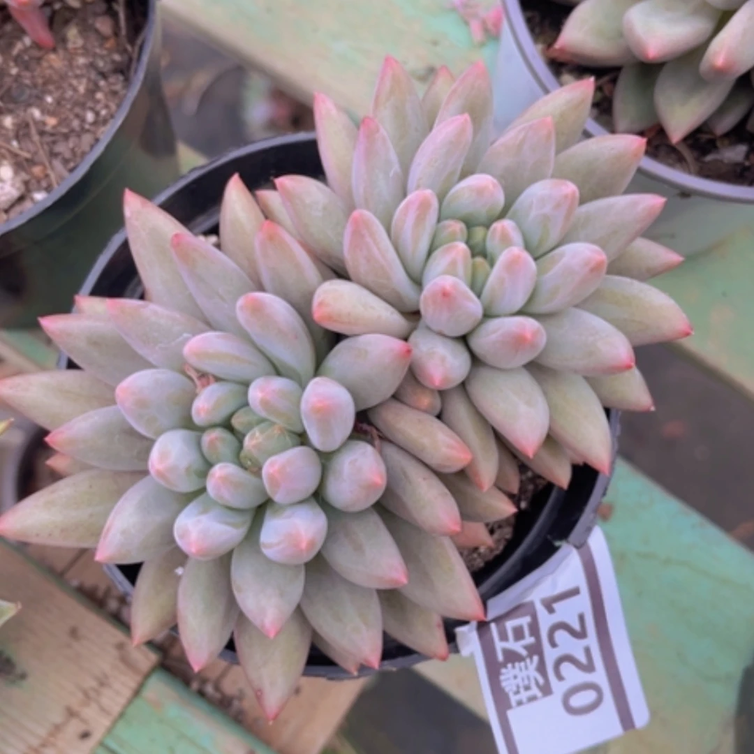 【闪购商品】水晶球0221