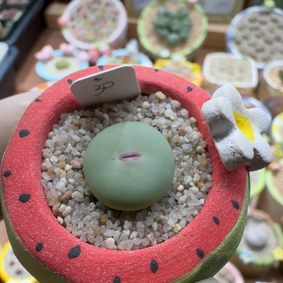 1220-016连盆带花红嘴