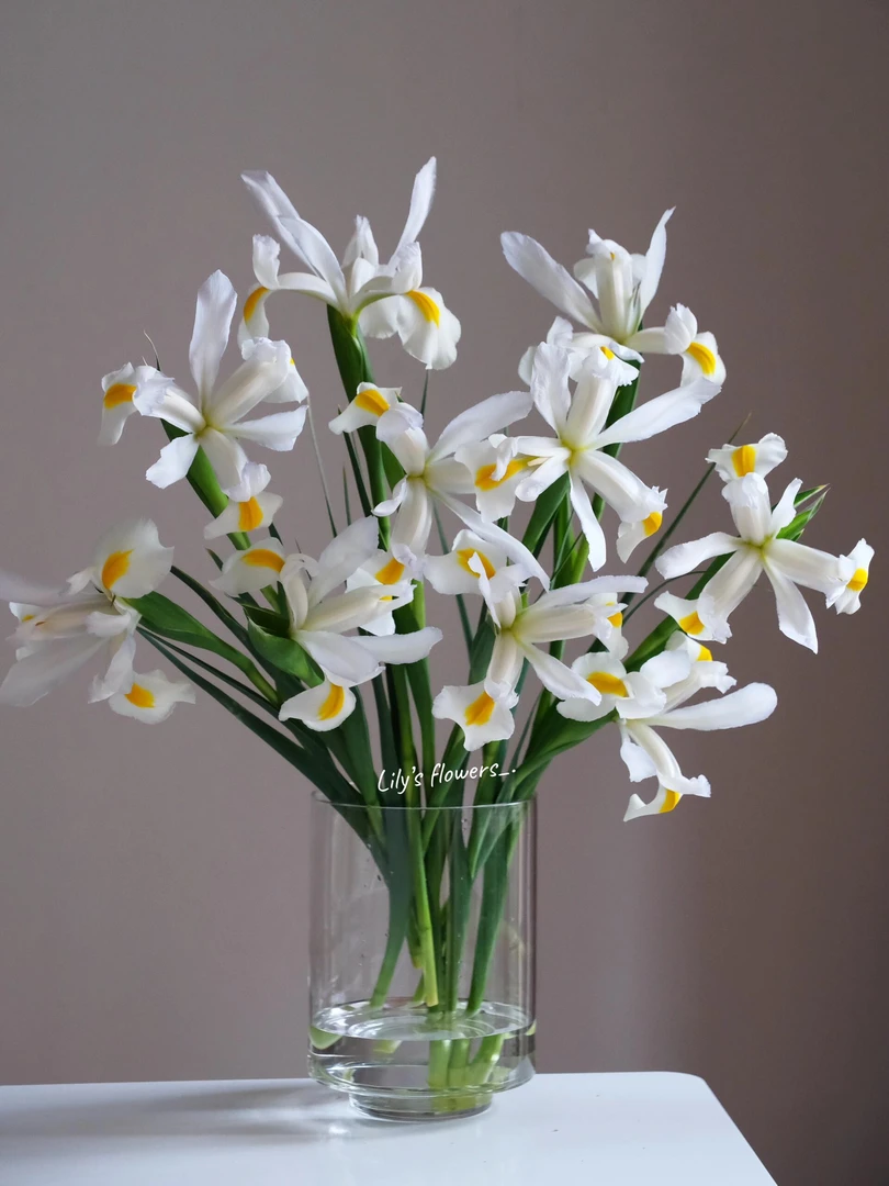 白色鸢尾花鲜切花水养