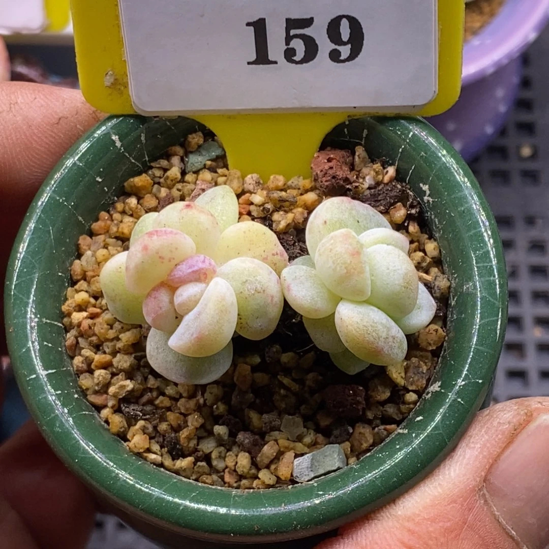 9159冰玉石化糖心多肉植物