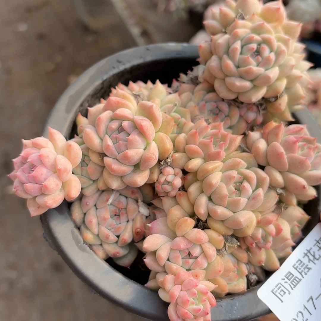 同温层多肉霜花13