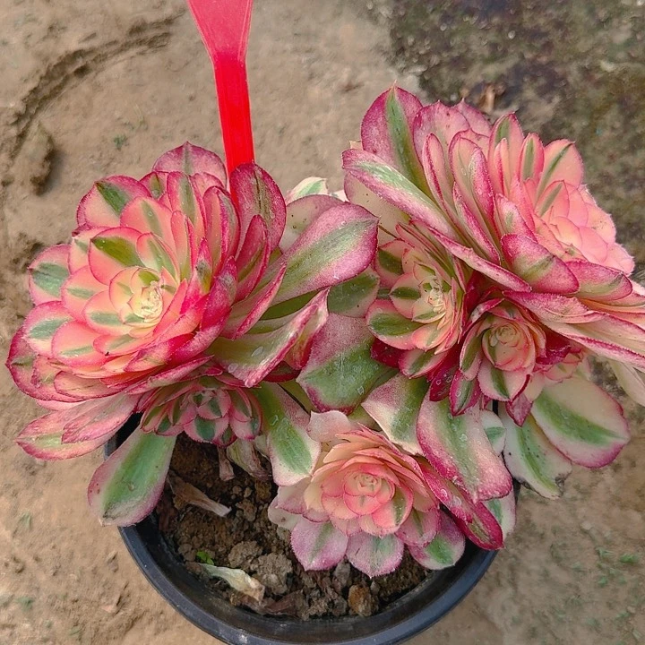 2-56荔枝多肉法师