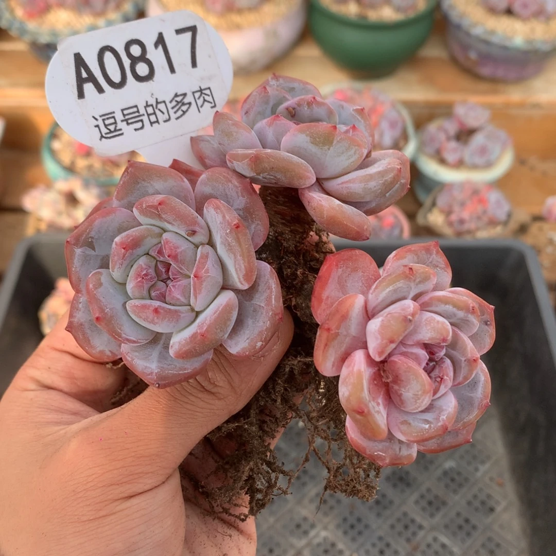 A0817 星影老桩三头 无砍 9cm