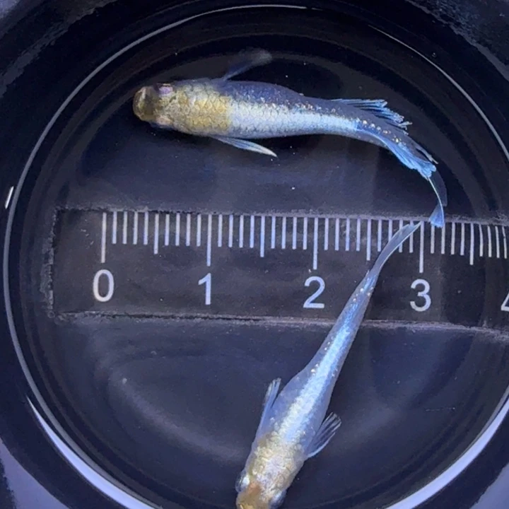 青鳉鱼宽鳍祖母绿76号