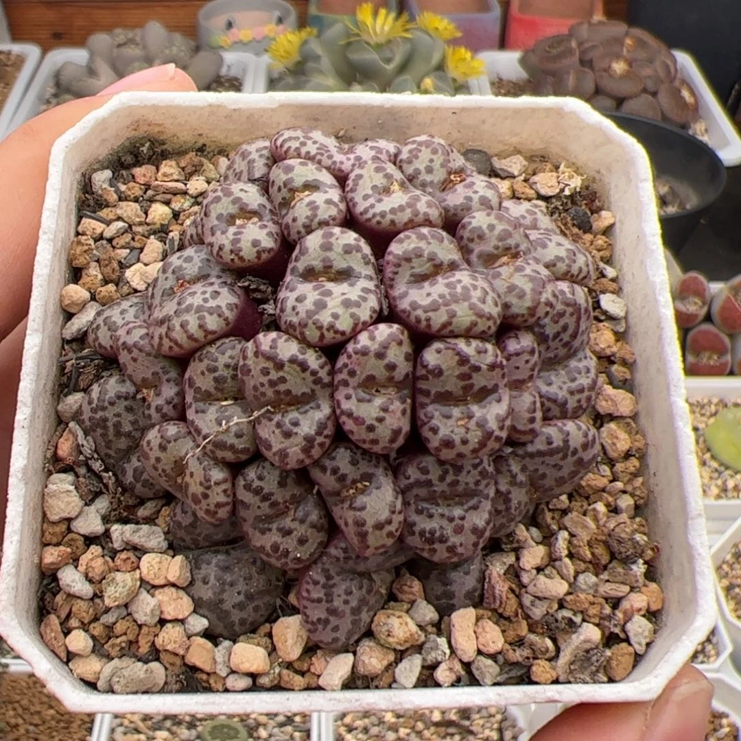 0306号红椒安贞 多肉植物