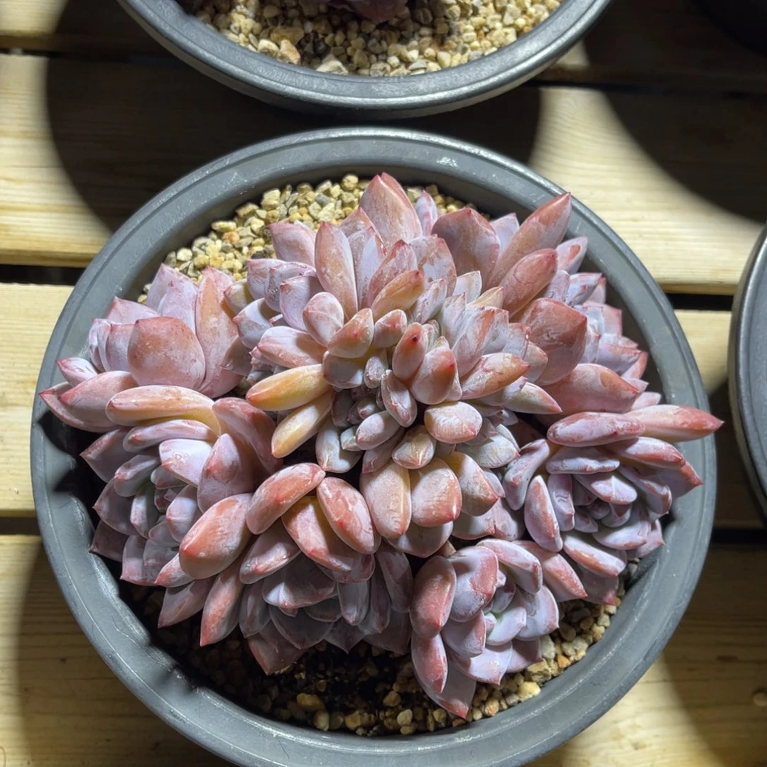 星影朵朵缀特价 一物一拍不支持退换
