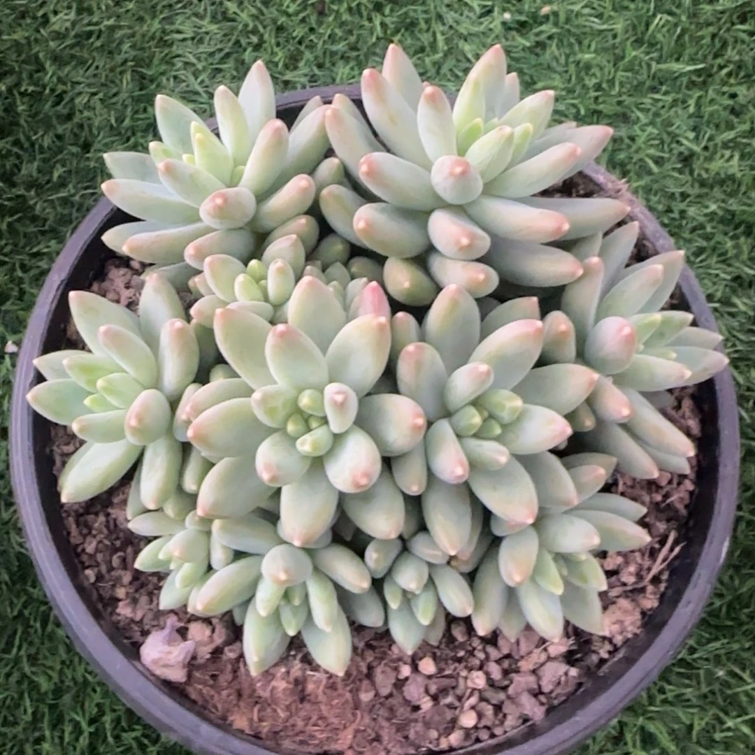多肉植物一物一拍