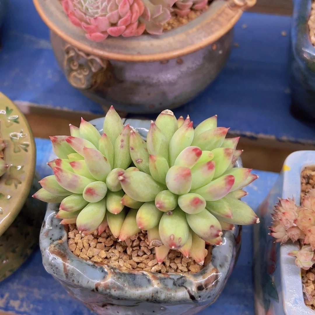 拒**虑流沙虞美人，多肉植物，