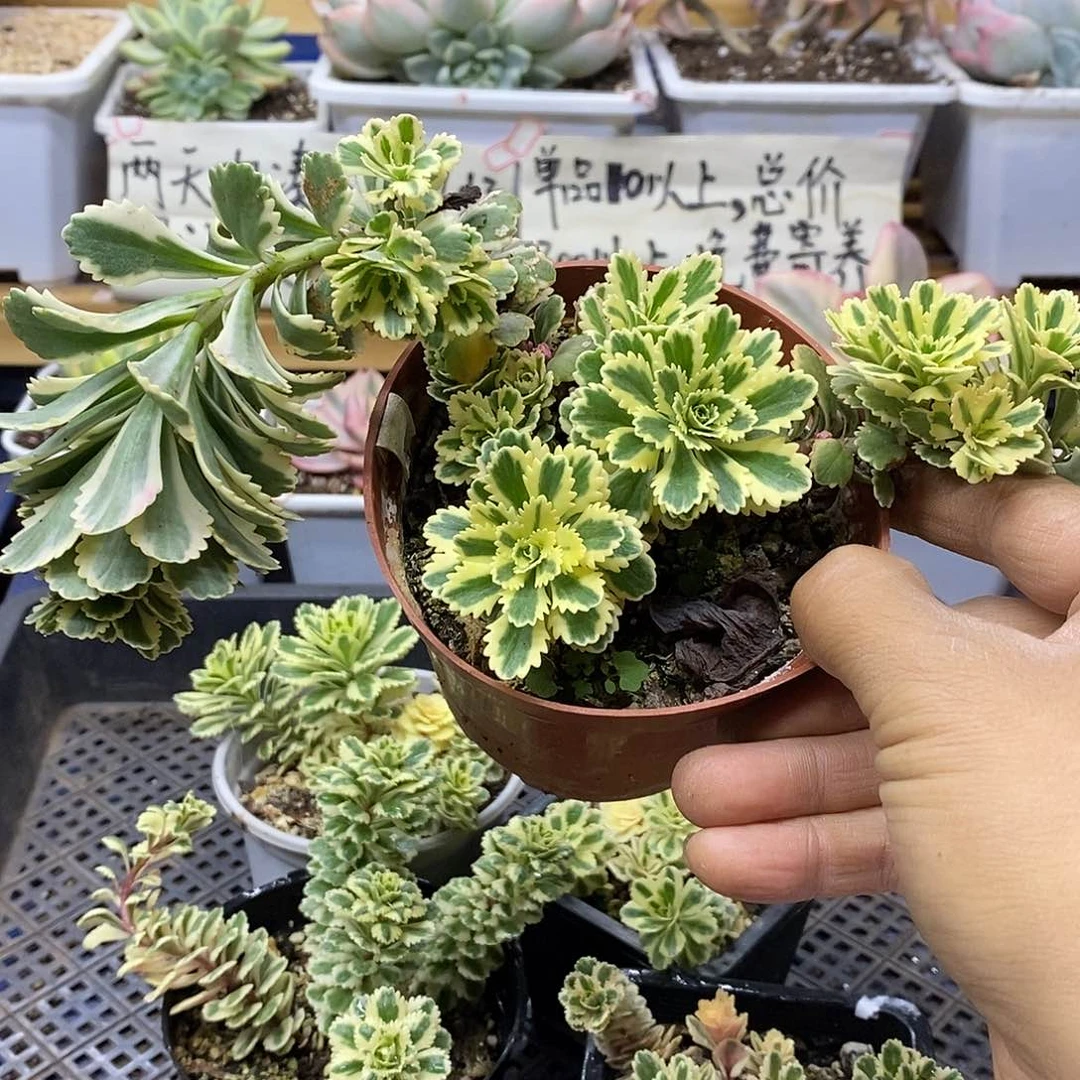 28101 亚特兰蒂斯