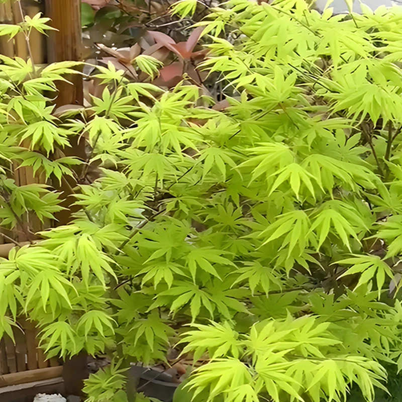 108-188（直播链接/一物一拍）流泉枫红枫羽毛枫团扇系枫树