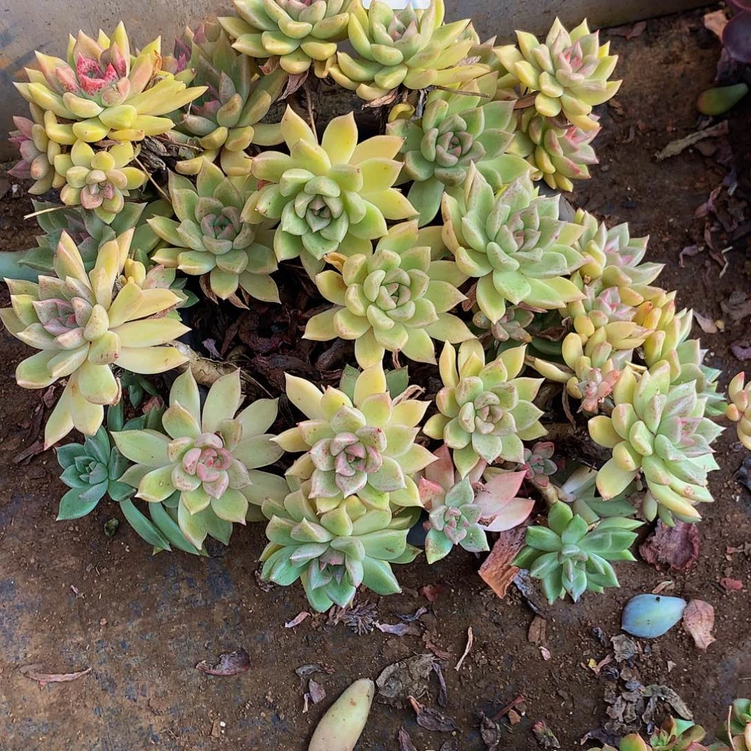 水***了璀璨11073多肉多肉