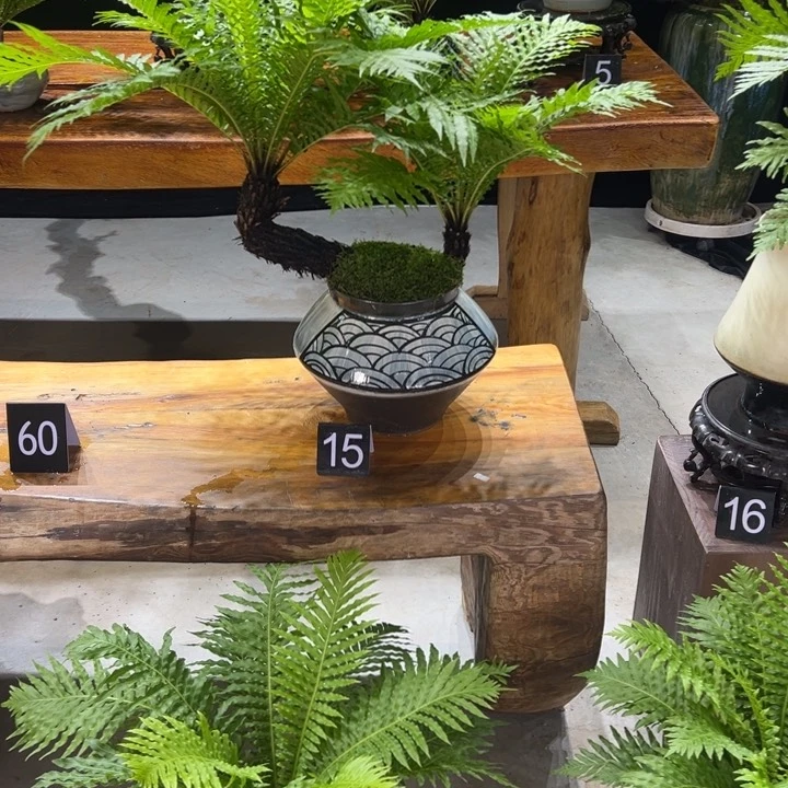 王***森软陶单株的长度约与uuu有一天