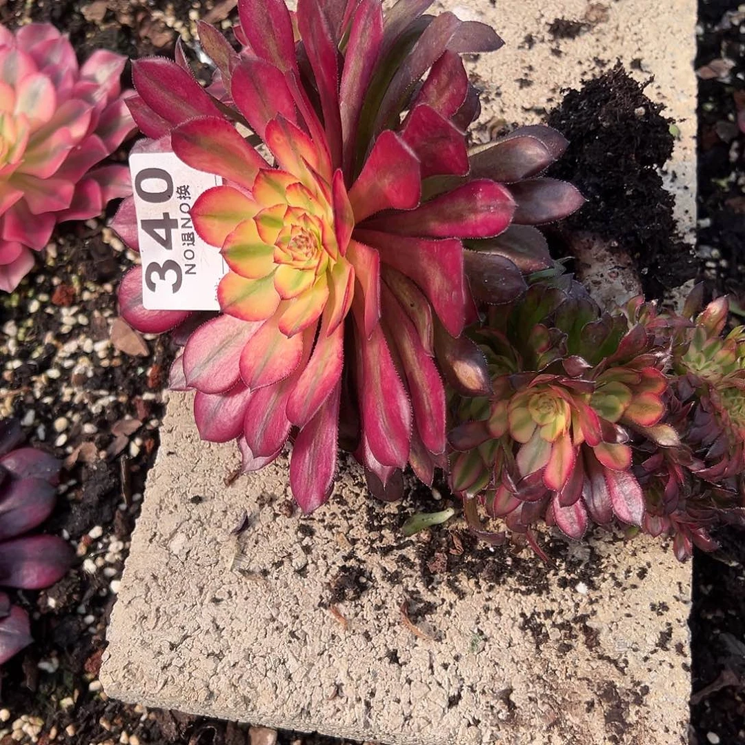 云*340多肉月蝉缀一个