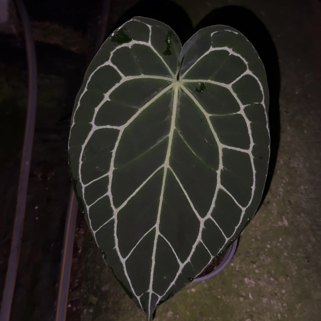 无花朵哥伦比亚黑水晶