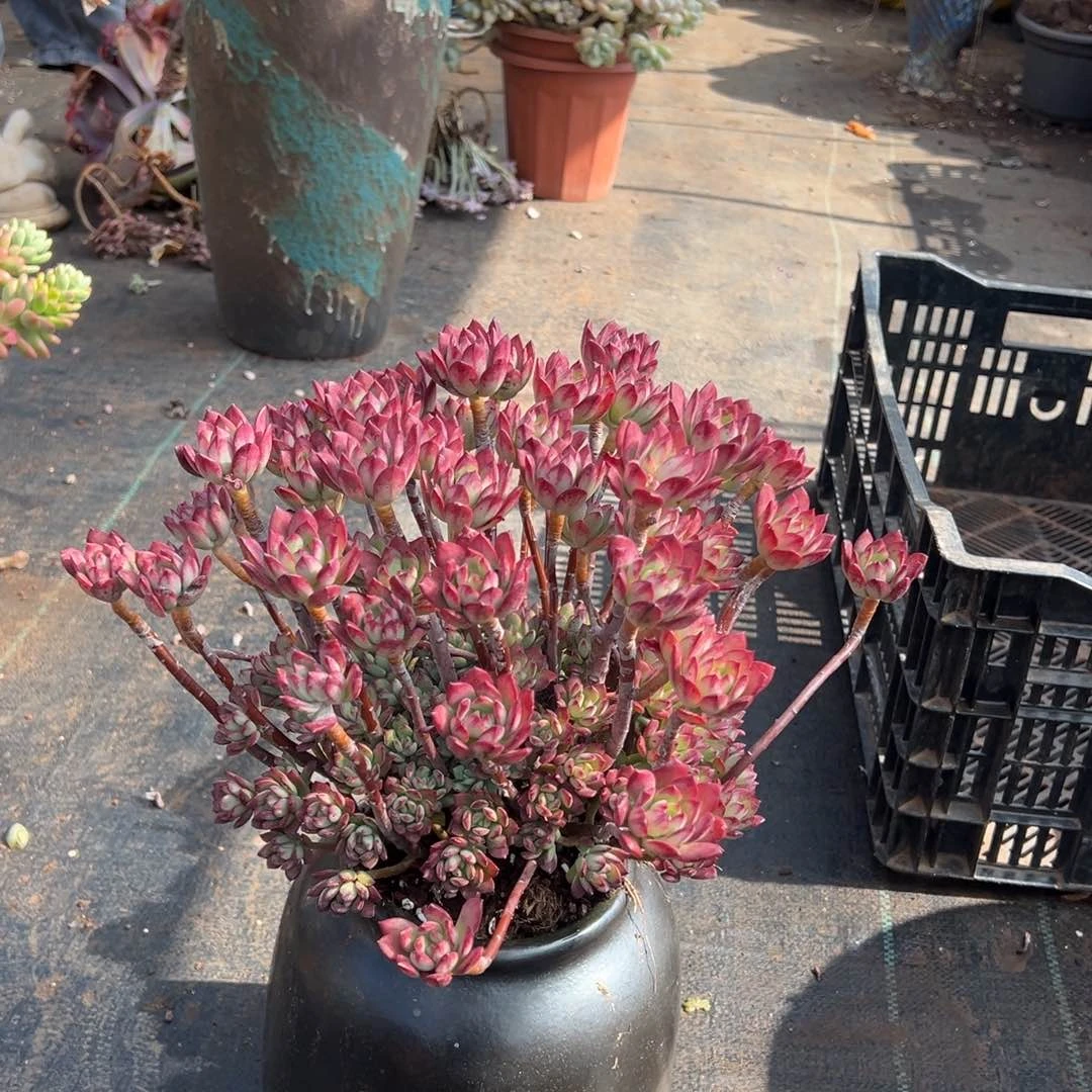 老桩红稚莲加快递费