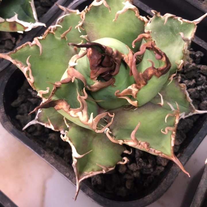 凯撒仁王冠龙舌兰