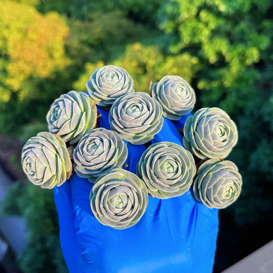 爆崽崽仙女散花单头一颗裸根2公分左右