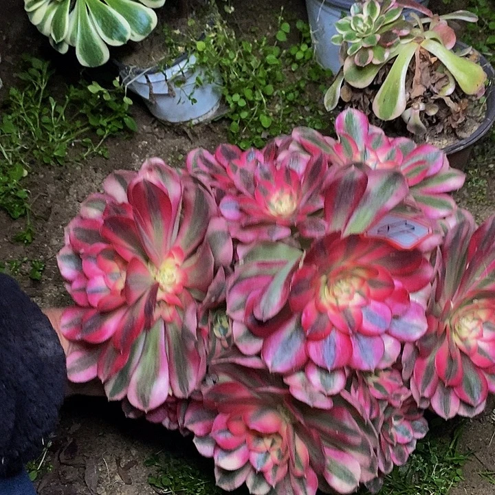 倾摇老桩多头法师67号