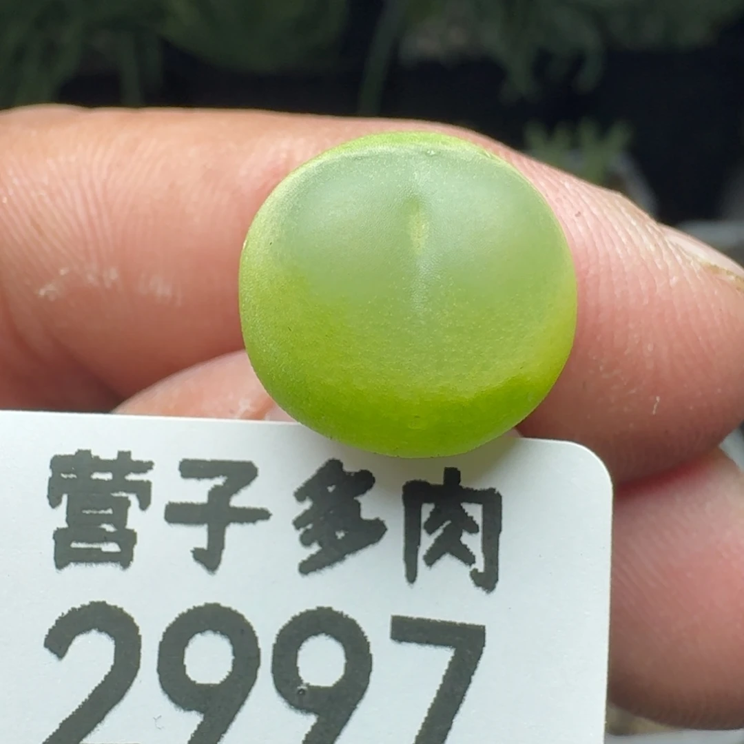 拉登1.3➕。 脱土1200
