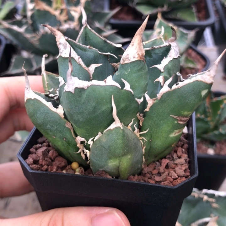 立可白仁王冠龙舌兰顶芽