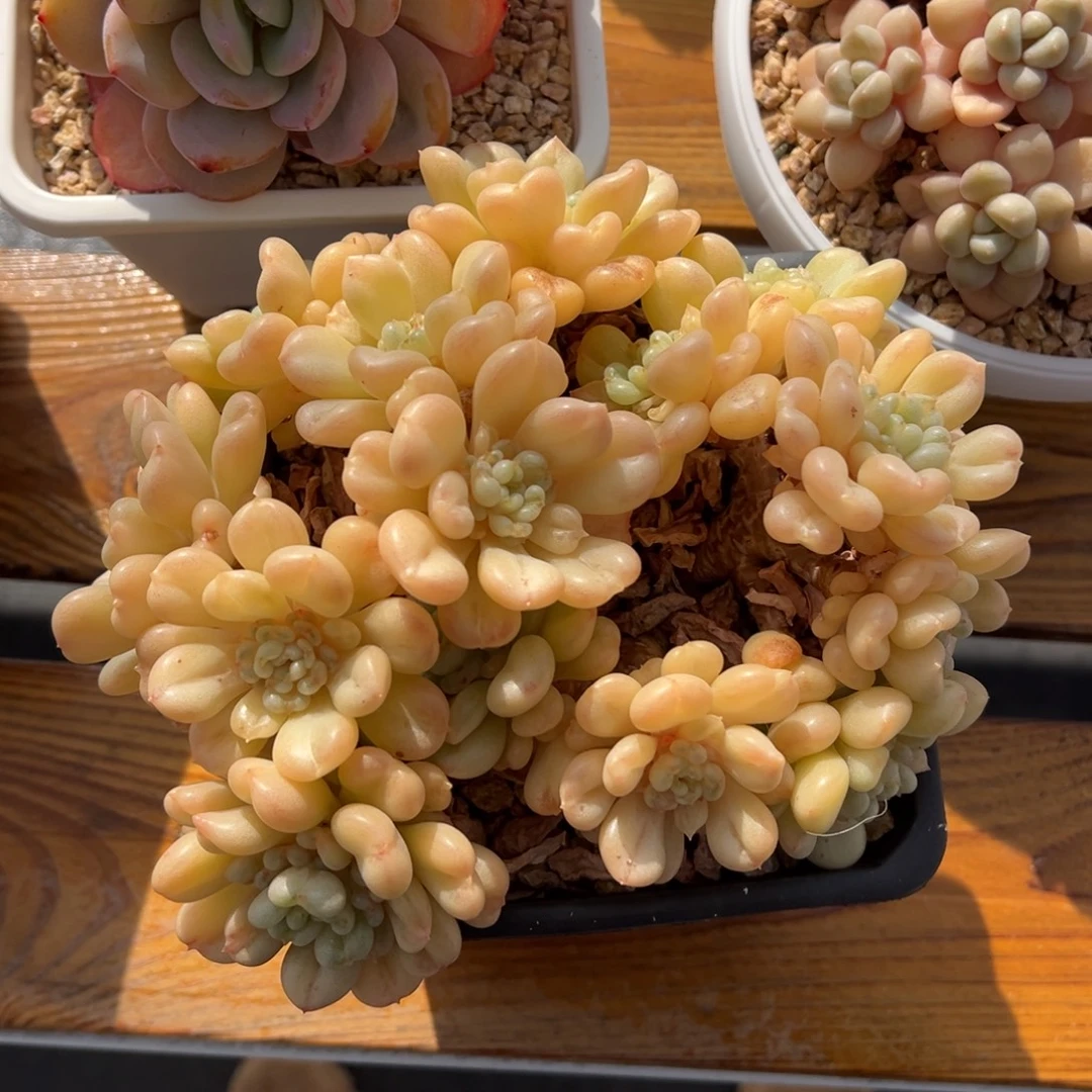 张张精品多肉比尔盖茨