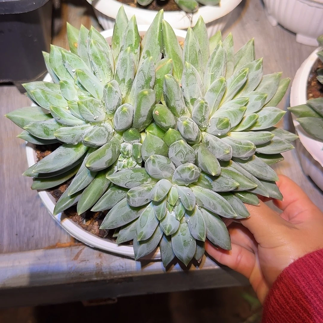 重楼整无砍老桩群生