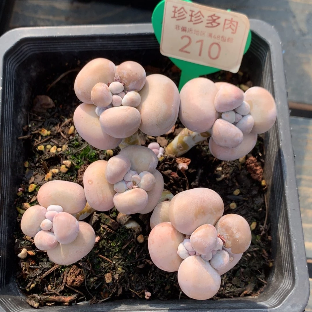 烟美人老桩无砍210