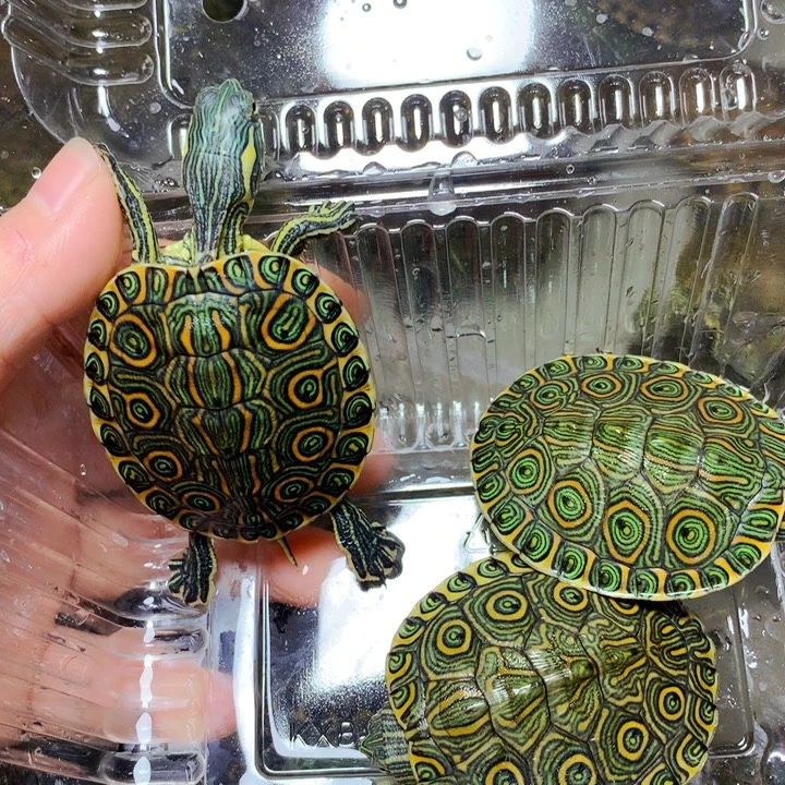 巴西彩龟不分公母3个大河