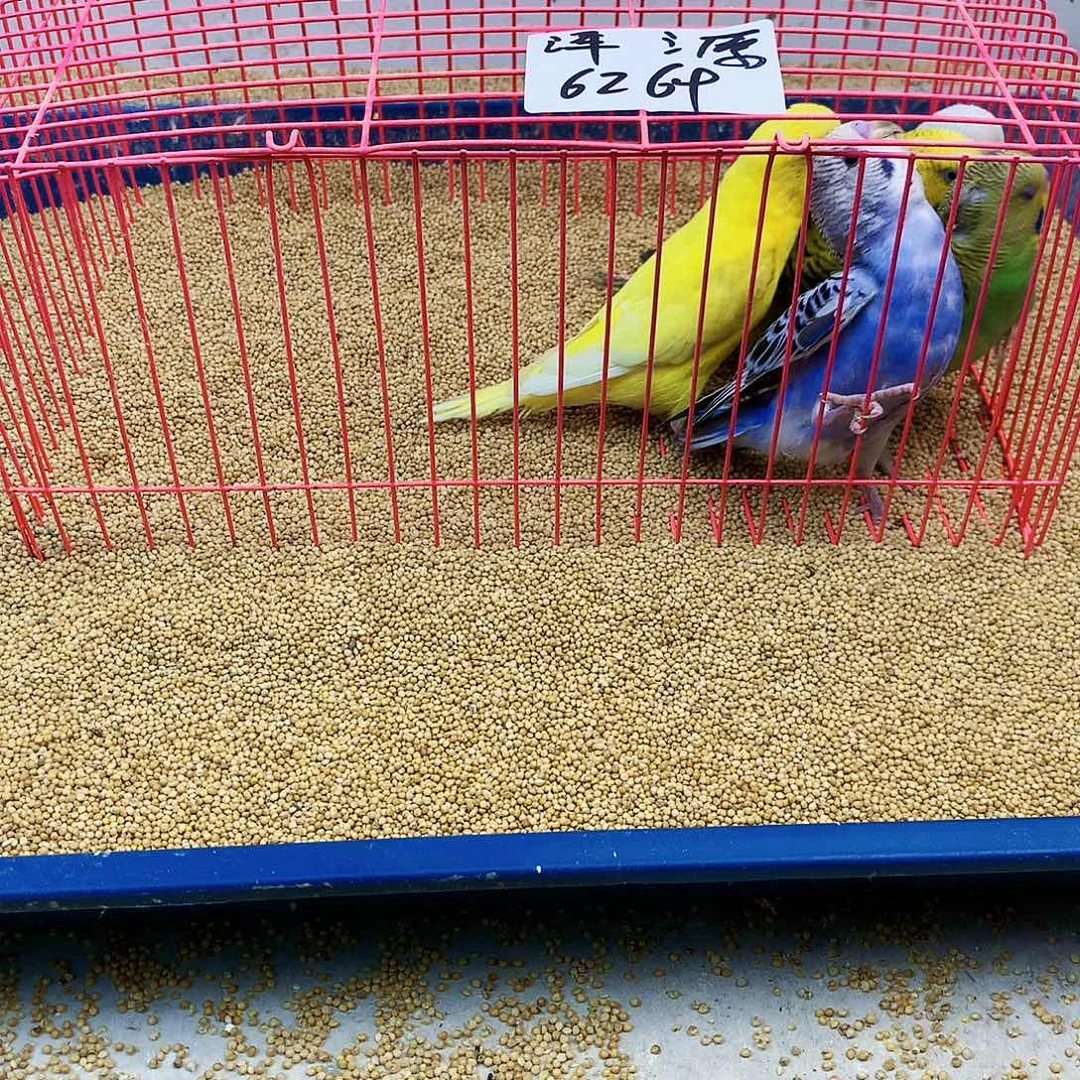虎皮鹦鹉牡丹一如