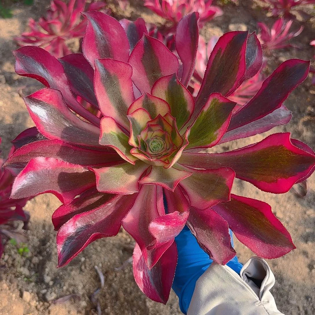 魅影多肉植物单头