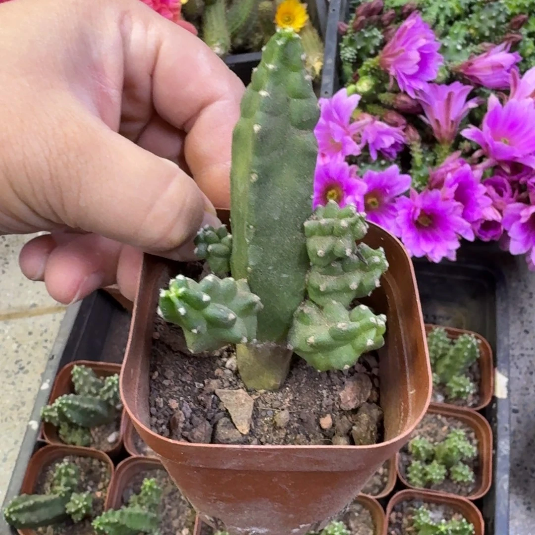 201水仙新品根脱土发货软掉侧牙无售后，20包邮