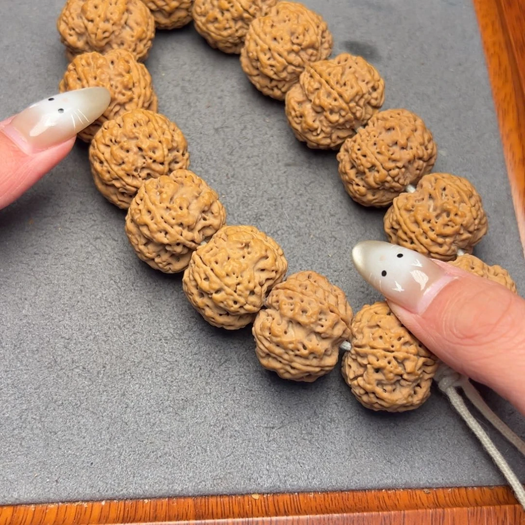 菩提31号尼泊尔大金刚25梅花豆腐块