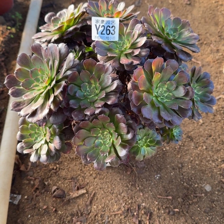 烟花263官服25左右2