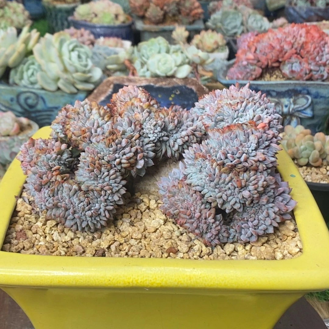 橙梦露老桩缀化实生一物一拍