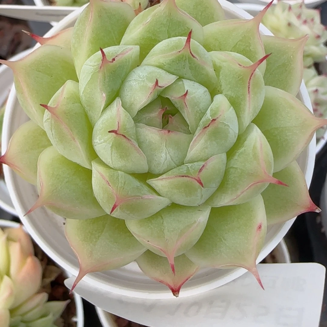 傲***子花语逸镜1025-264