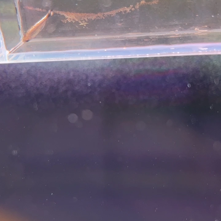 灯科鱼白金月光灯2cm左右