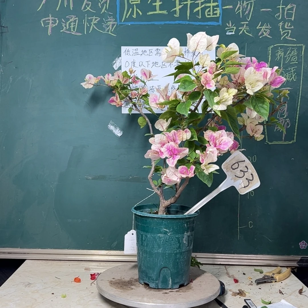 完全开放漳红樱 原生小树头 633