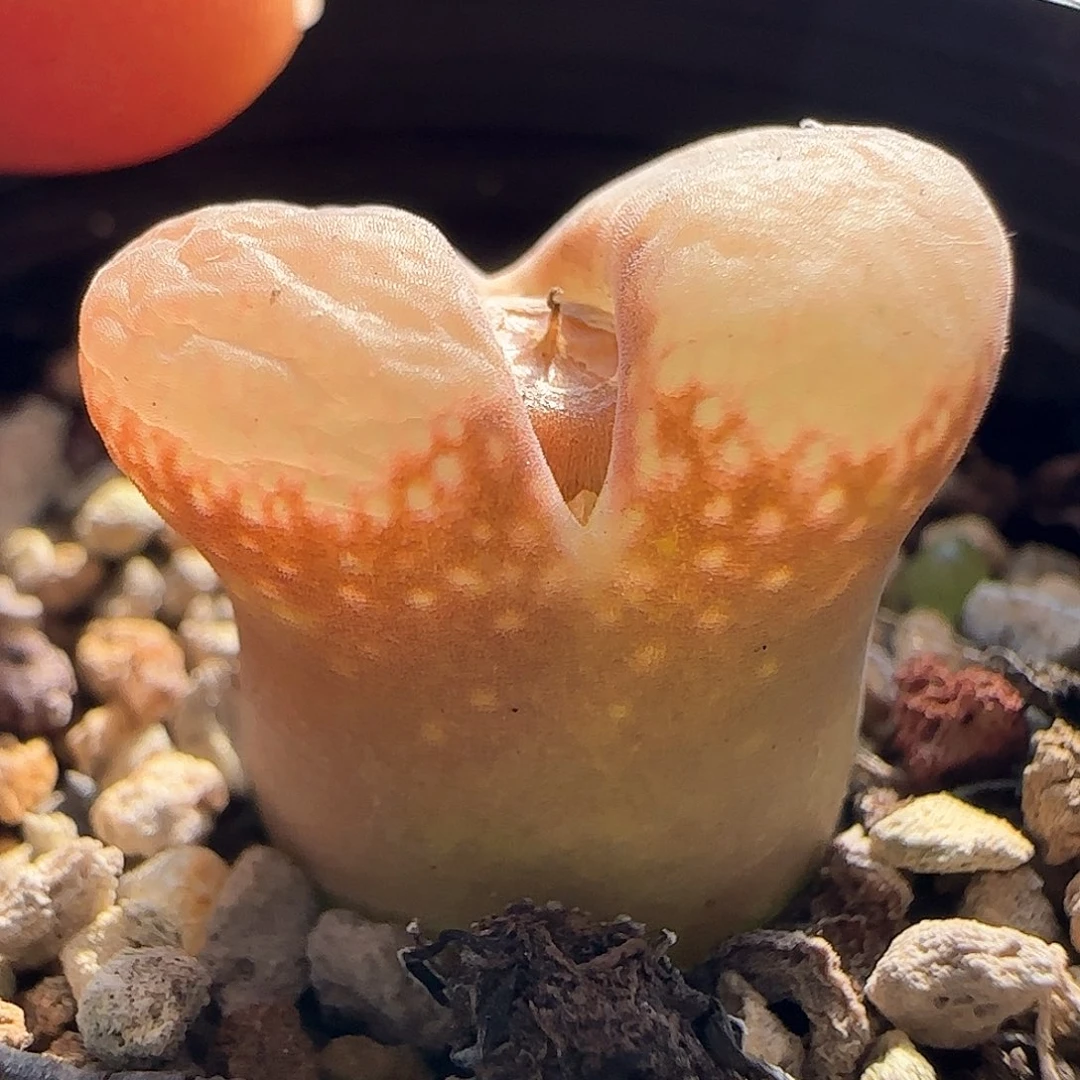 璇*脱土满28包邮25475