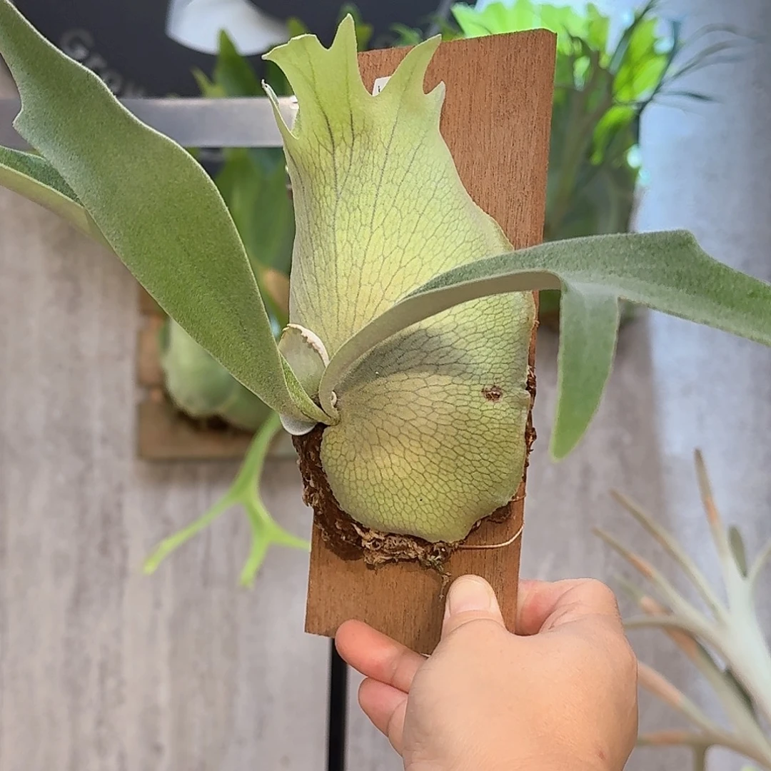 完全开放野银交爪哇鹿角蕨书签板