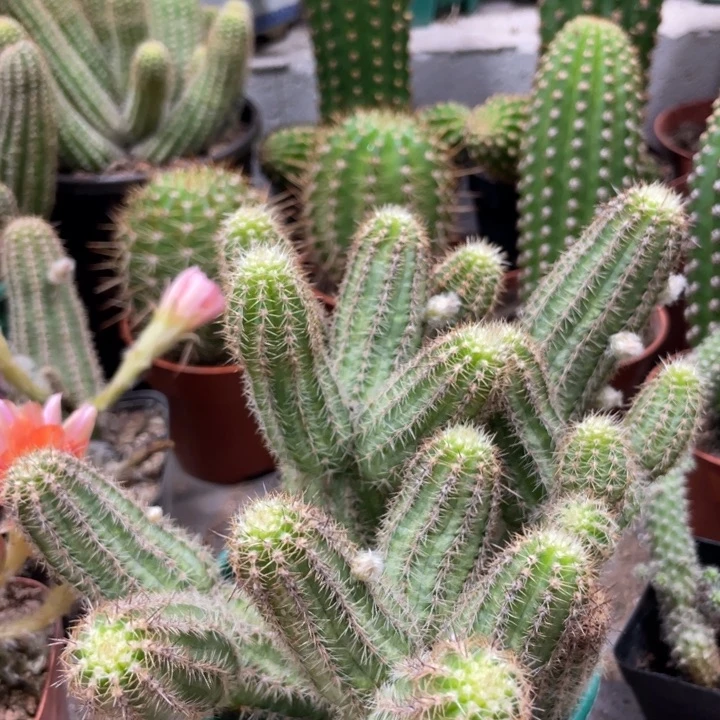 群生进口白檀维罗纳一杯