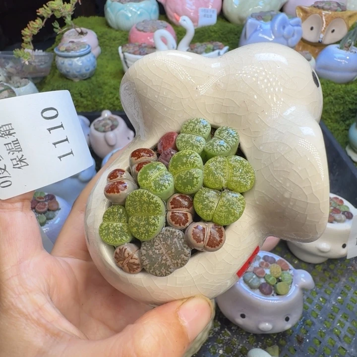 多肉植物开播福利冲1110